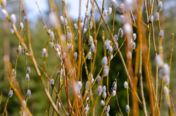 istock The branches of the willow 2122268725