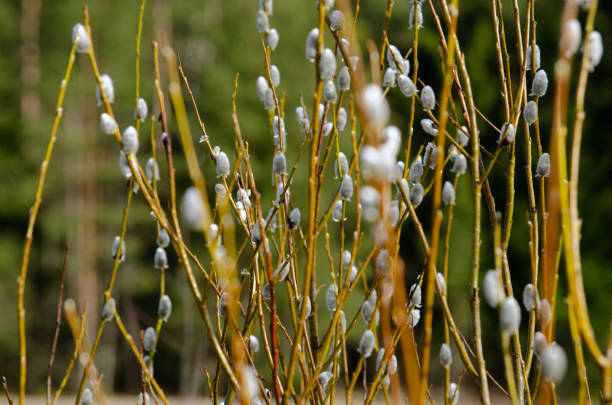 istock The branches of the willow 2122268749