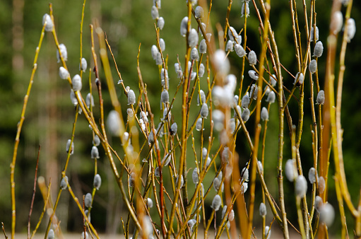 The branches of the willow are just beginning to blossom. They are the main Easter flowers in many countries