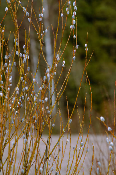 istock The branches of the willow 2122270809