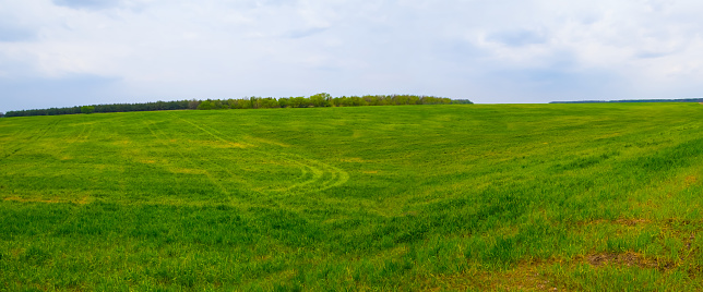 green rural field at the  calm spring day, seasonal agricultural landscape