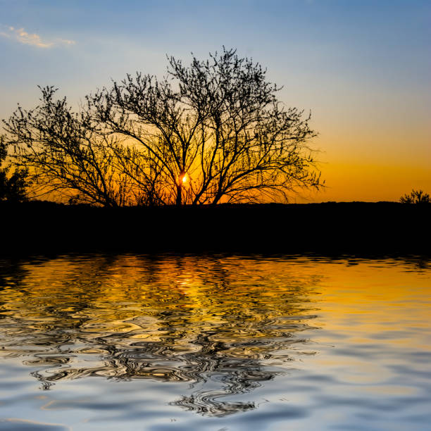 alone tree silhouette on lake coast at the sunset