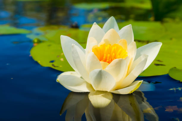istock closeup white water lily floating on a water 2122275038