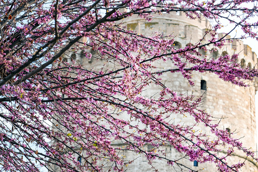 A tree blooming with pink flowers in spring against the background of the White Tower