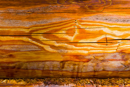 closeup wooden tree trunk testure background