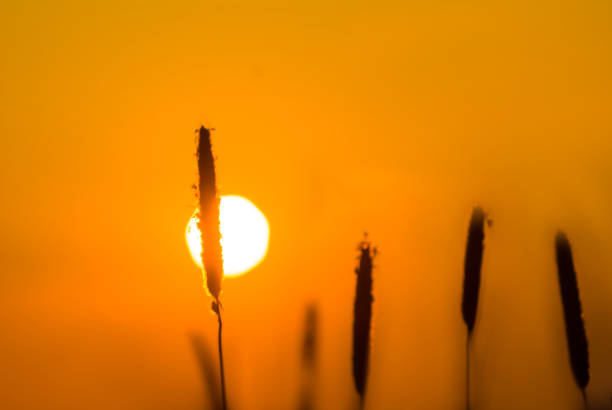 closeup prairie grass stem silhouette on red sunset background