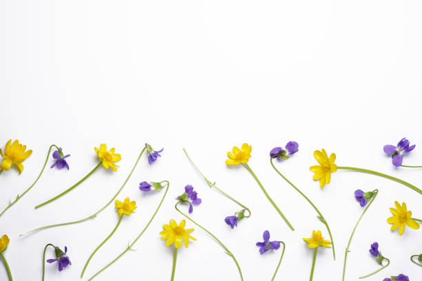 istock Flower flat lay from different blue and yellow spring flowers isolated on a white background. 2122282375