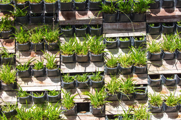 Green plants in pots on the wall.