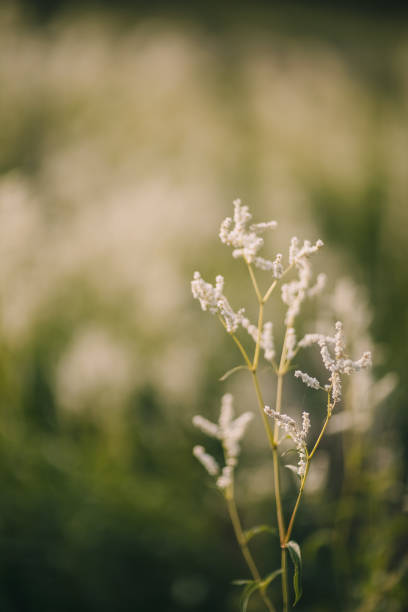istock Summer flowers in the forest 2122285495