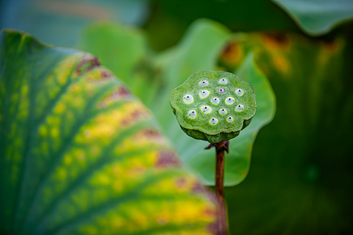 Lotus seed pods on blur nature background.