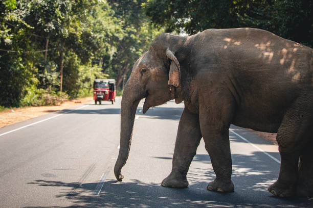 istock Wild elephant crossing main road in Sri Lanka 2122290707