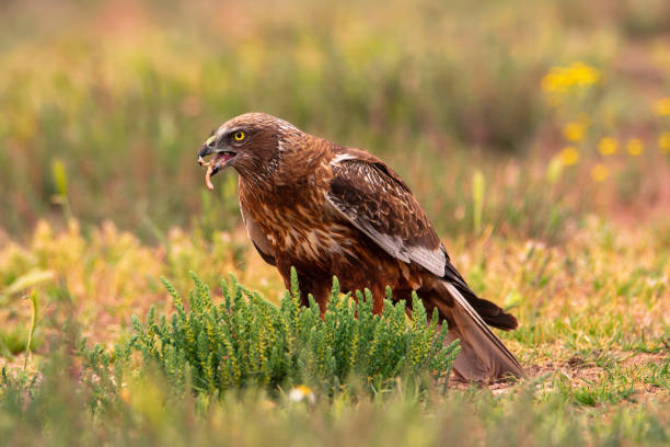 istock Male western marsh harrier, Circus aeruginosus 2122291217