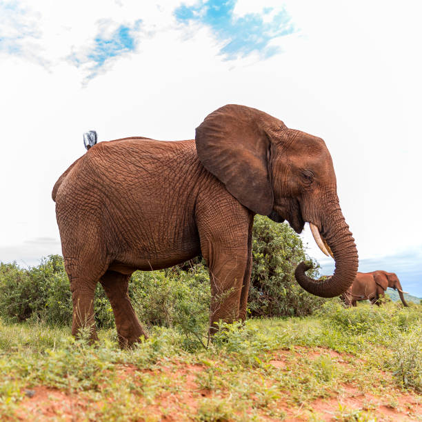 Family of elephants