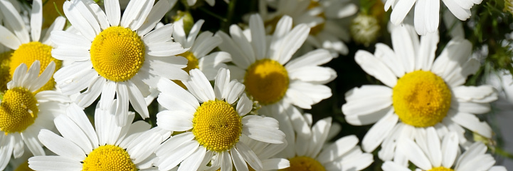 Bouquet of daisies close-up on a sunny day. Banner