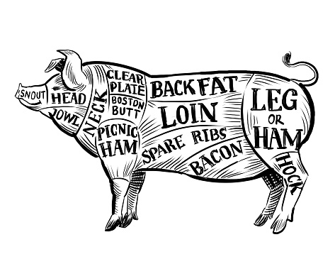 Pig chart for butchers. Hand drawn retro styled black and white illustration