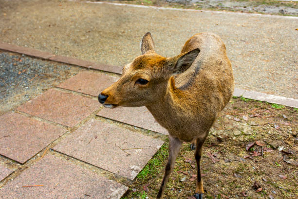 奈良公園のかわいい若い茶色の鹿。