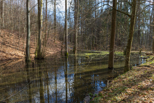 Spring floodplain forest landscape. Water in the woods between the trees.