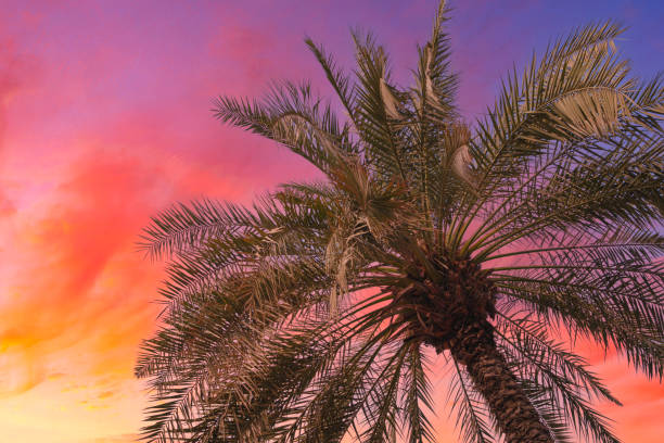 istock Palm trees against sky at sunset. Tropical nature background. Palm trees bottom view 2122323713