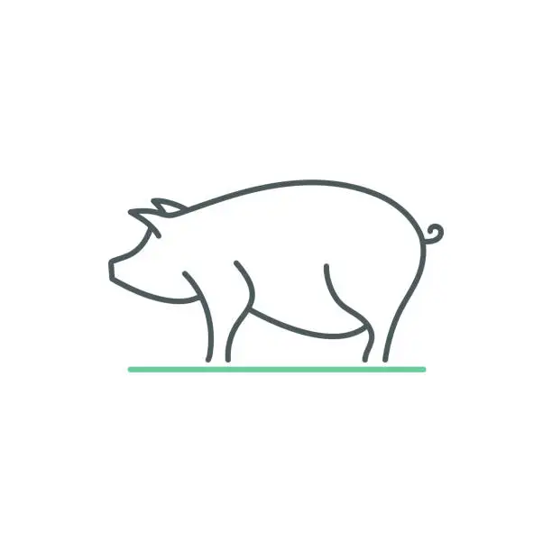 Vector illustration of Pig Farming Duocolor Line Icon Design with Editable Stroke. Suitable for Infographics, Web Pages, Mobile Apps, UI, UX, and GUI design.