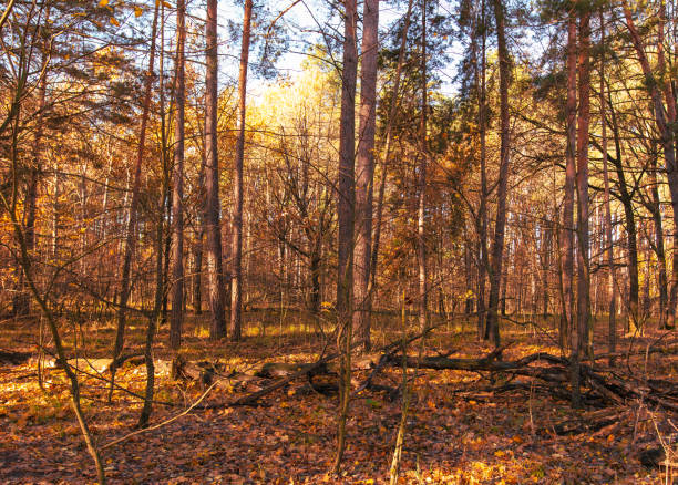 istock Trees in a mixed autumn forest. Nature 2122344103
