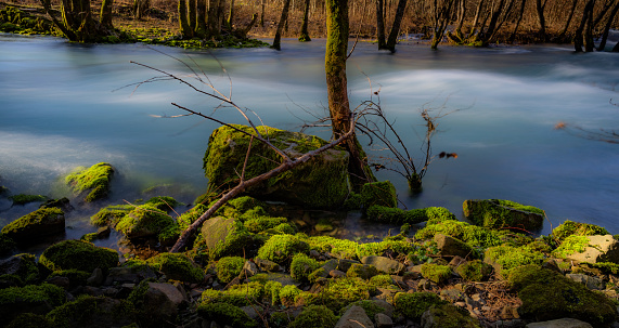 A tree near a moss-filled swamp with rocks and trees.