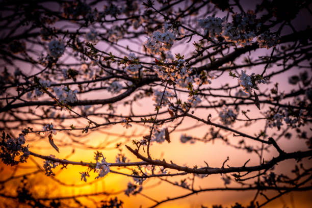A beautiful sunset seen through flowering tree branches with buds.