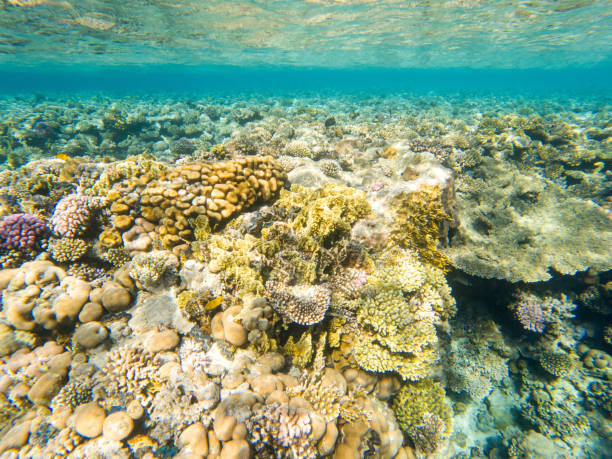 istock Coral reef under sea water. 2122360451