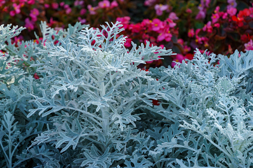 Natural macro background with silver leaves of Cineraria maritima (Jacobaea maritima) or Dusty miller (silver ragwort) close-up.