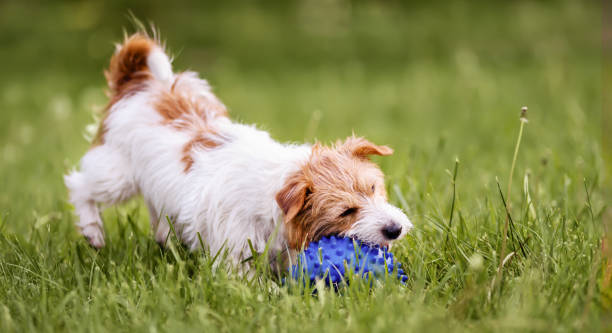 istock Playful dog catching, chewing her toy, puppy hyperactivity 2122376444