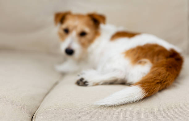 istock Tail of a resting lazy dog puppy 2122376962