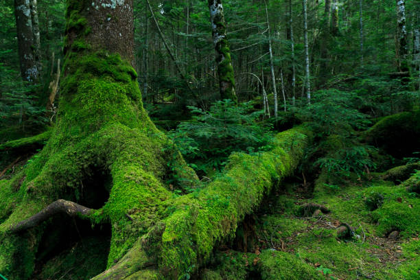 Shirakoma Pond, Moss Forest, Nagano, Japan