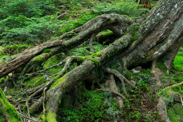 istock Shirakoma Pond, Moss Forest, Nagano, Japan 2122383940