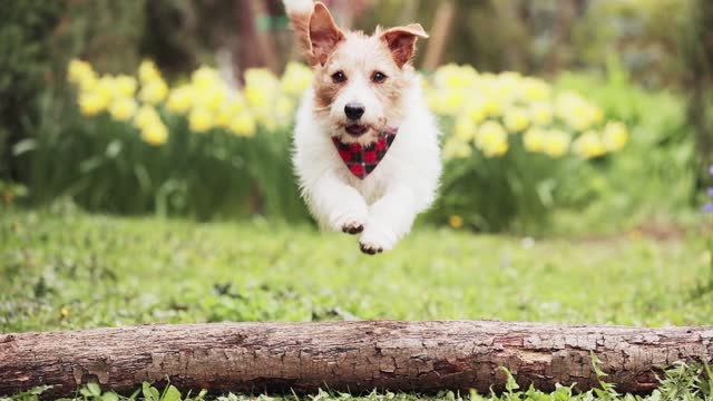 Cute happy active pet dog running and jumping in the grass, hyperactive puppy