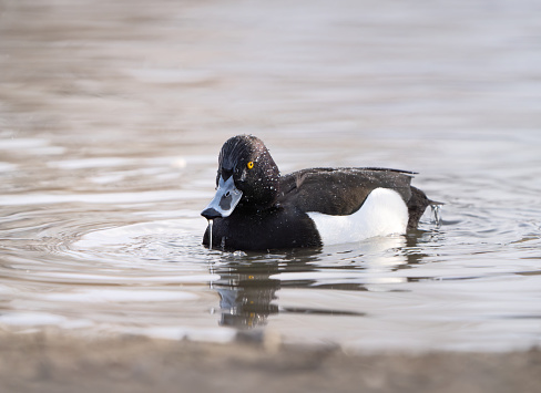 Wet tufted duck after a dive in the Smestad lake.