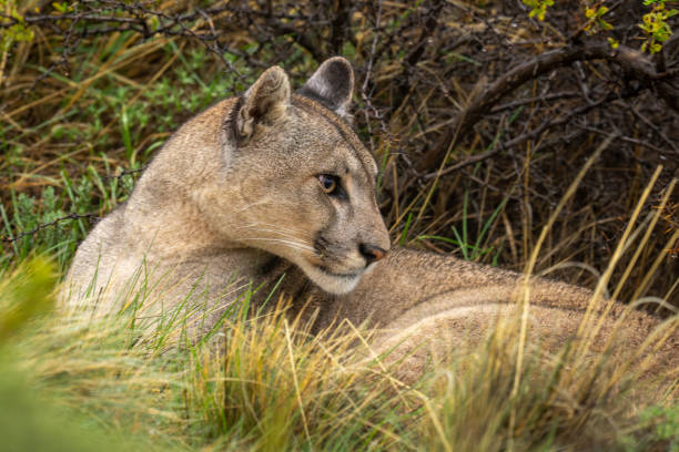 istock Close-up of puma lying by thick bush 2122402285
