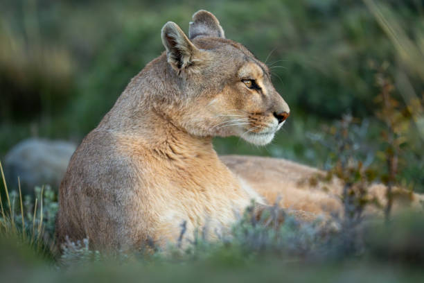 istock Close-up of puma lying down with catchlight 2122408566