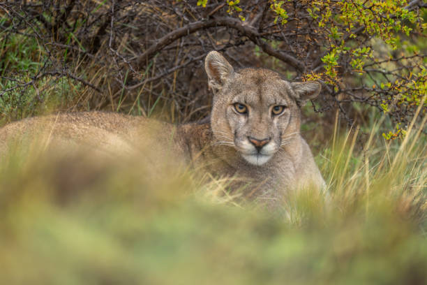 istock Close-up of puma lying in long grass 2122411230