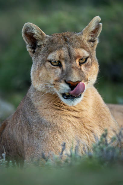 istock Close-up of puma lying licking its lips 2122416945
