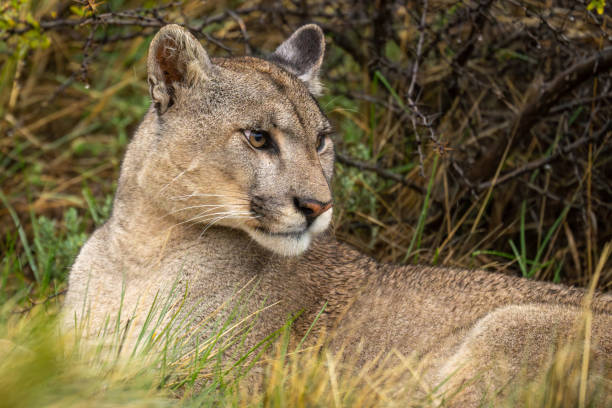 istock Close-up of puma lying in tall grass 2122417997
