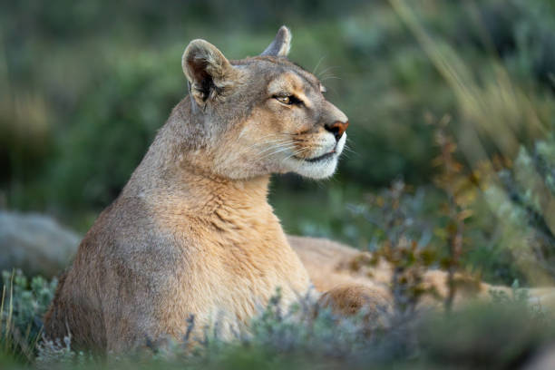 istock Close-up of puma lying in thick undergrowth 2122417998