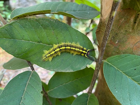 Trabala pallida lappet moth caterpillar. Roseapple lappet moth caterpillar on guava leaf