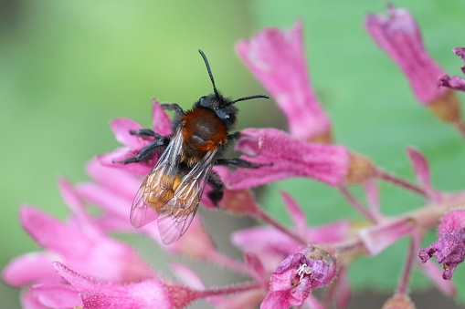 Macro photo of a bee collecting pollen from flowers.  Collector insect.  Pollen collecting bees.