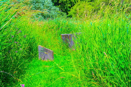 Jewish Graves In Vivid Green Colors At Amsterdam The Netherlands 21-6-2020
