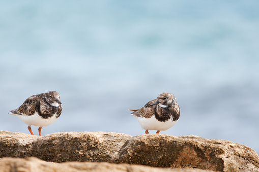 Two Turnstones, Arenaria interpres, perched on rock in the protected area of the Agua Amarga salt marsh beach, Alicante, Spain
