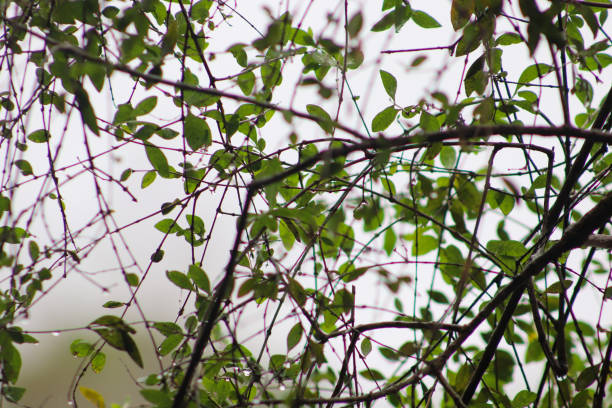 closeup photo, leaves, nature