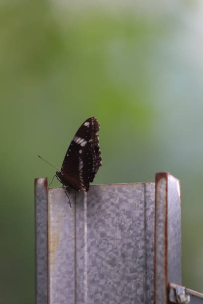 close up, butterfly photo, beautiful