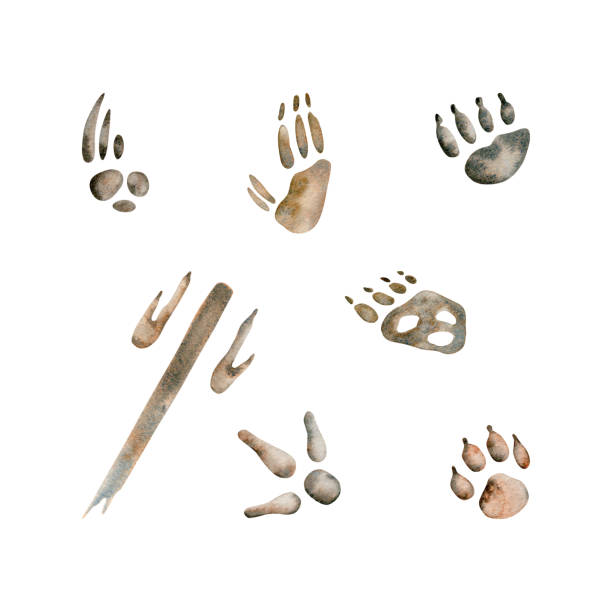 ilustrações, clipart, desenhos animados e ícones de impressões de patas de emu e canguru. passos de dingo e gambá. koala, wombat e echidna animais nativos australianos. ilustração em aquarela isolada no fundo branco. projeto decorativo de vida selvagem desenhado à mão - possum footprints