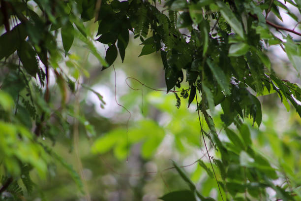 closeup photo, leaves, nature