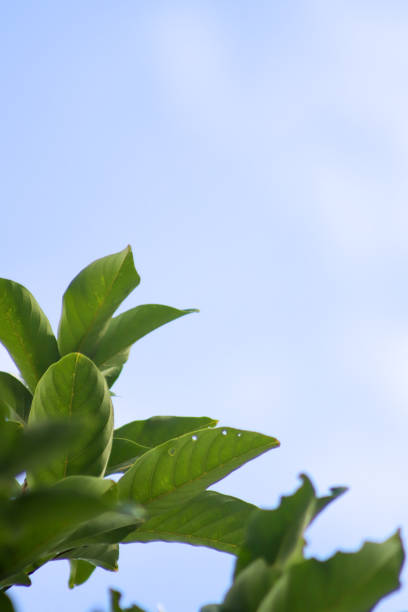 closeup photo, leaves, nature