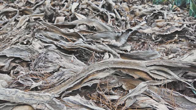 Creepy dried up curled agave leaves